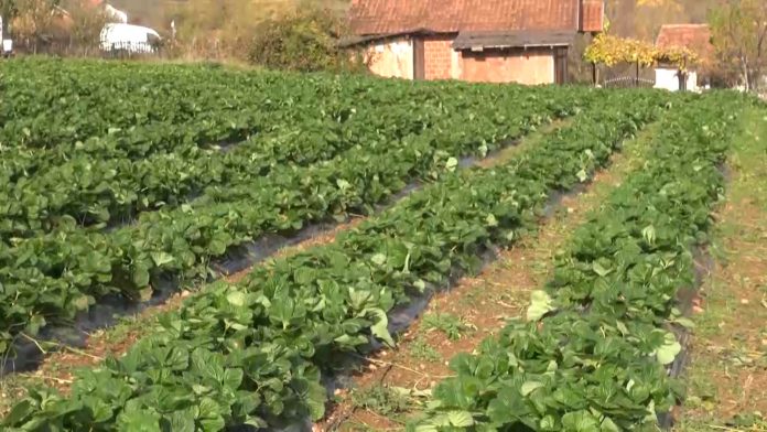 Jagode u brestoviku
