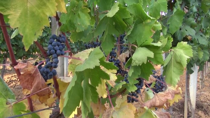 Grožđe u hočanskom vinogradu (Foto: Radio Goraždevac)