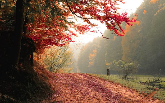 Jesen (Foto: pexels-valiphotos)
