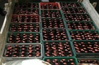 Policija naletela na krcat traktor neprijavljene robe 1 258854963 4684828901577609 259170312326188577 n e1637328043545