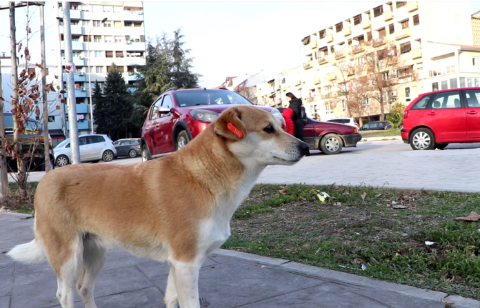 Foto: KoSSev