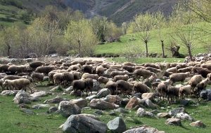 U susret još jednom Đurđevdanu nakon dvogodišnje izolacije 2 16516453185957 gora se nekada belela i od ovaca foto arhiva kim