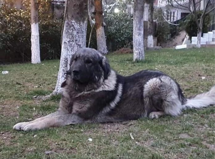 Sarplaninac (Foto: Radio Goraždevac)