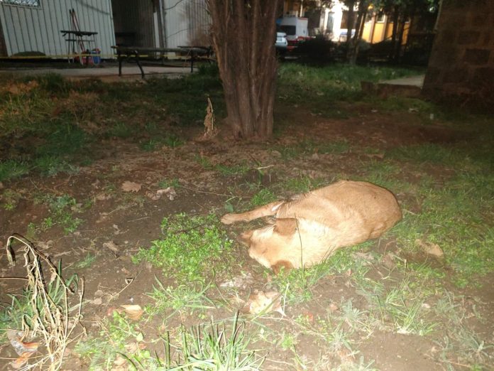 (Foto: Udruženje za zaštitu životinja „Šapa“/Fejsbuk)