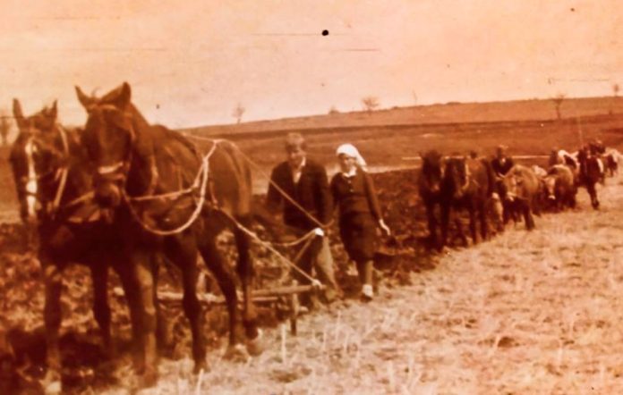 Oranje stočnom zapregom u Čaglavici, 1953. godina (Foto: privatna arhiva Momčila Trajkovića, ustupljena fotografija)