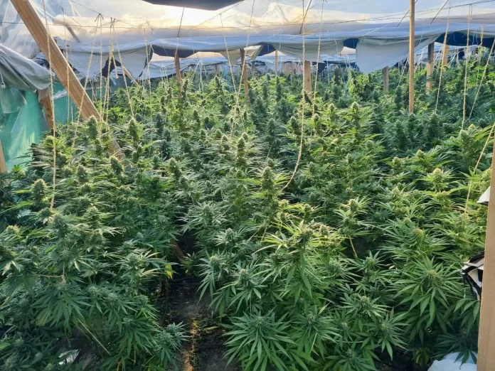 Foto: Kosovska policija/marihuana