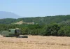Dobra očekivanja pred početak žetve pšenice, neizvesna otkupna cena ostaje najveća briga proizvođača