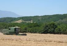 Dobra očekivanja pred početak žetve pšenice, neizvesna otkupna cena ostaje najveća briga proizvođača